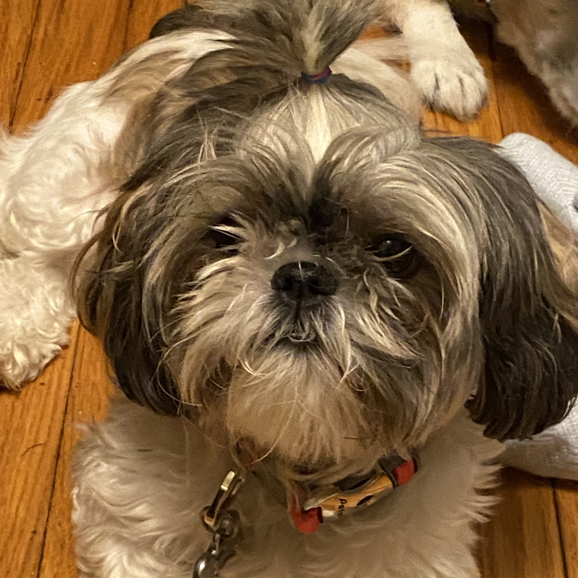 Animal Hospital of East Burke Valdese