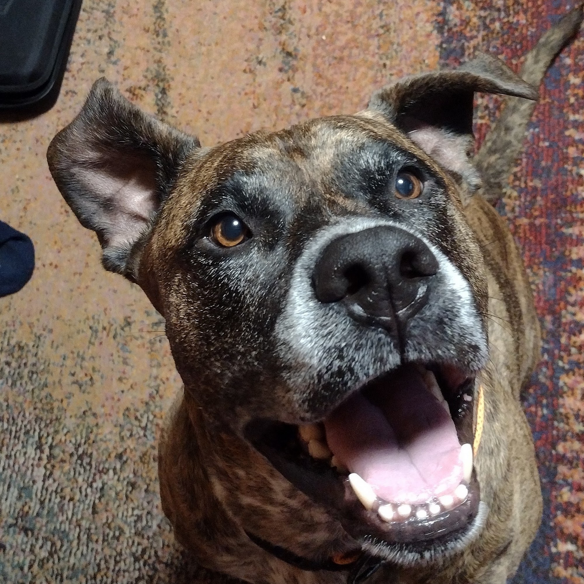 Vale Veterinary Hospital: Matthews Steven DVM Vale