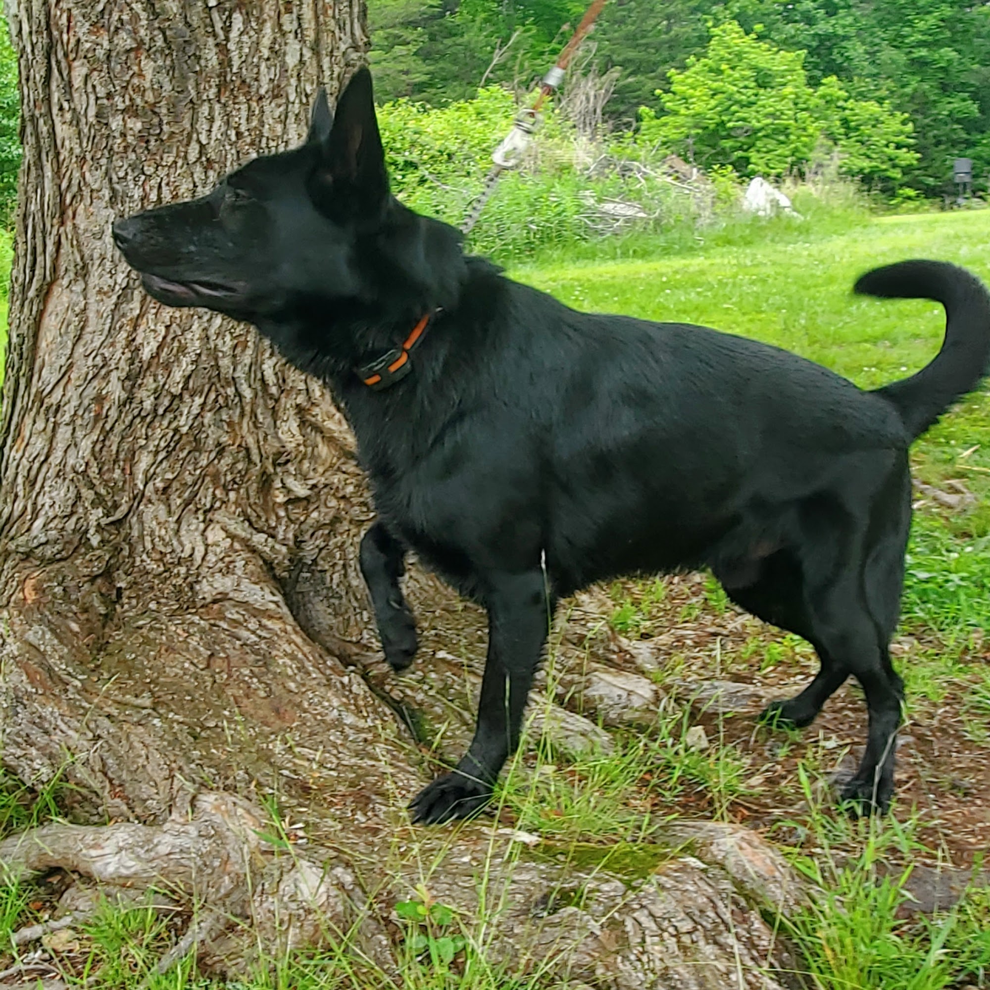 Vale Veterinary Hospital: Matthews Melissa DVM Vale