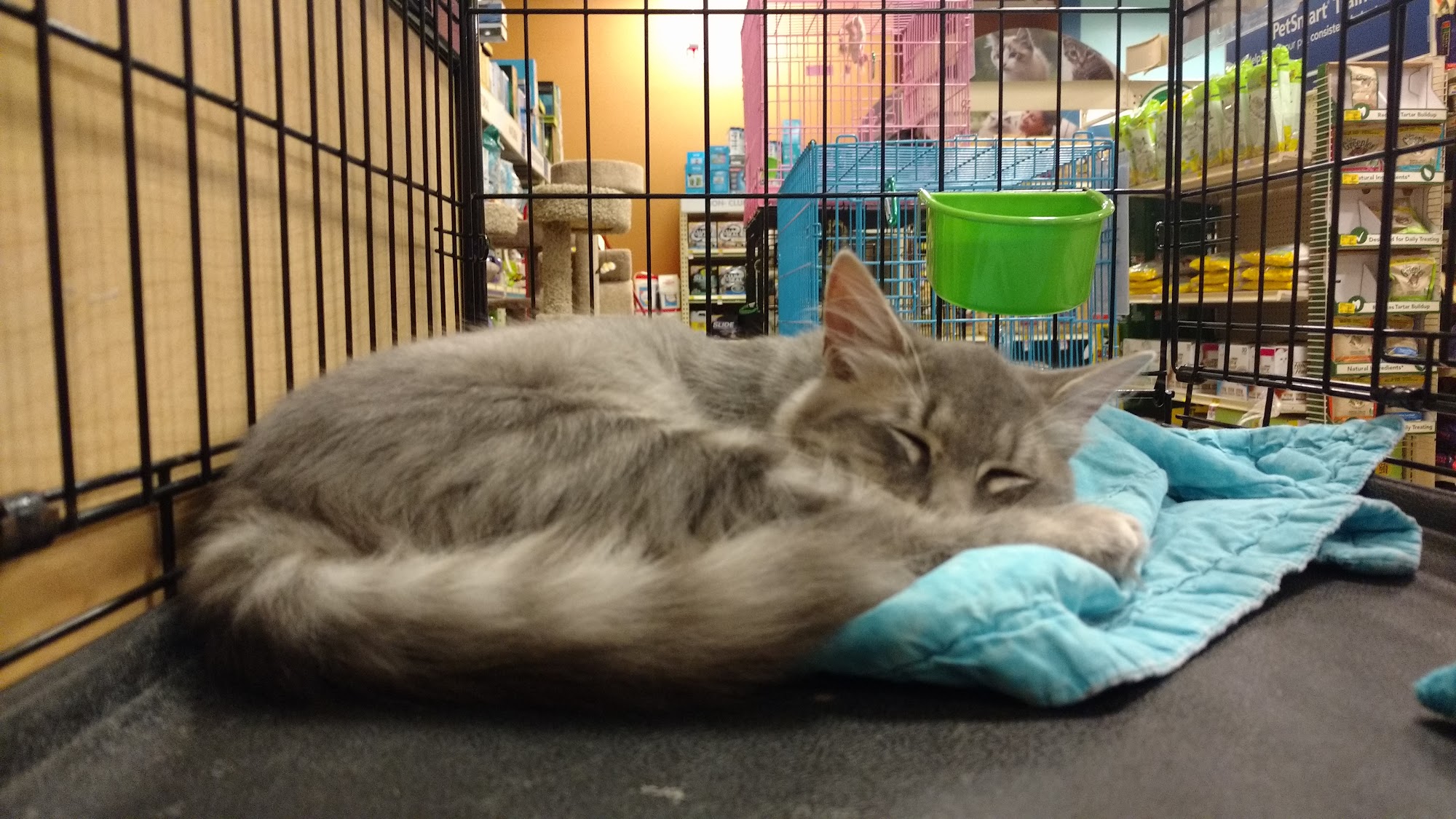 PetSmart Wake Forest