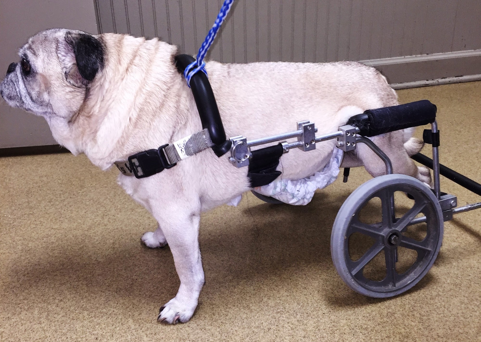 North Wake Animal Hospital Wake Forest