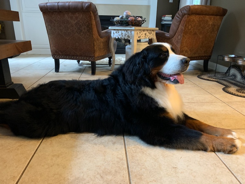 New Light Animal Hospital Wake Forest