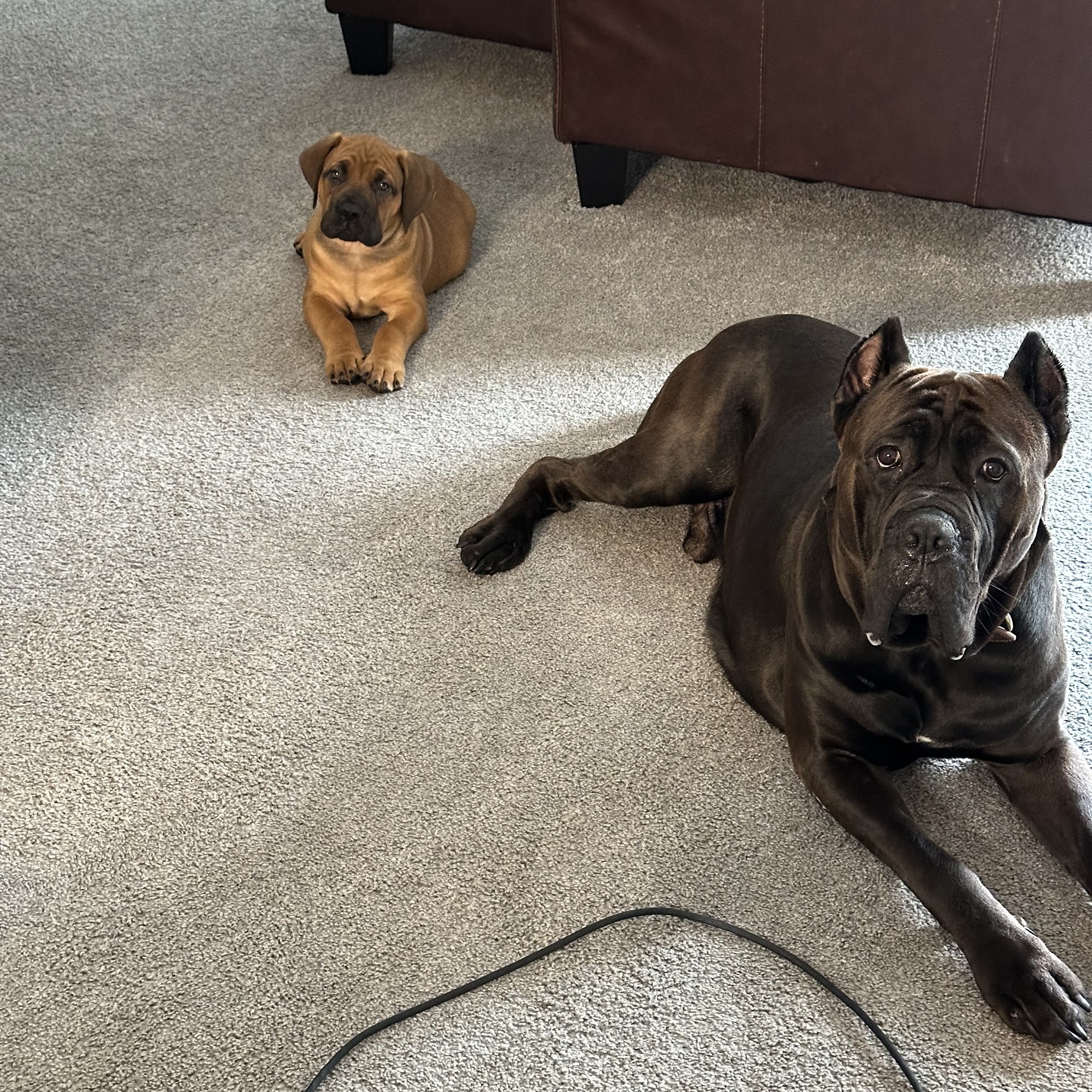 New Light Animal Hospital Wake Forest