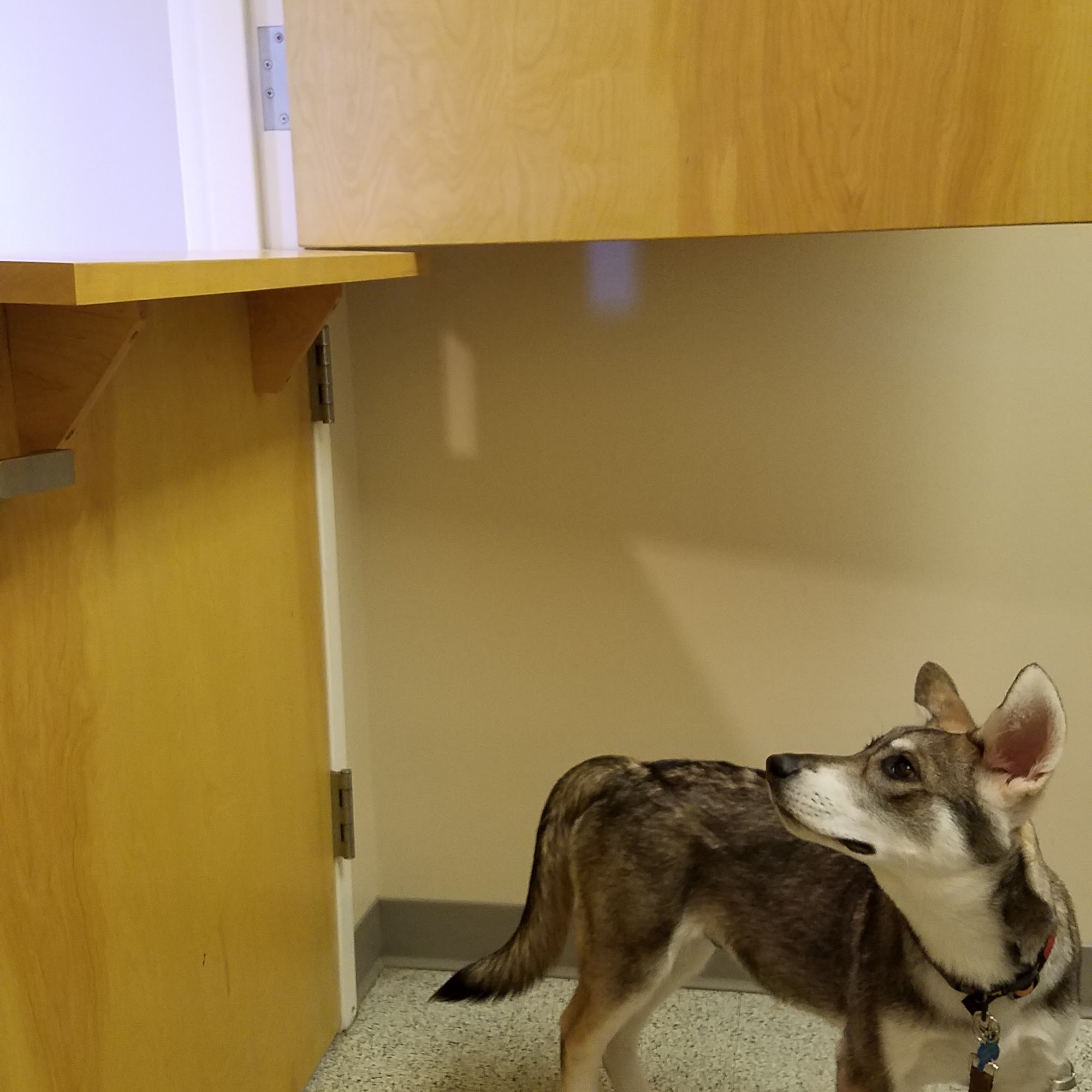 Wake Forest Animal Hospital Wake Forest