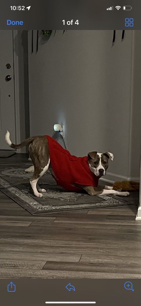 Wake Forest Animal Hospital: Mullin Mellissa DVM Wake Forest