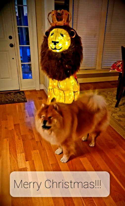 Pampered Pooch Pet Parlor Wake Forest