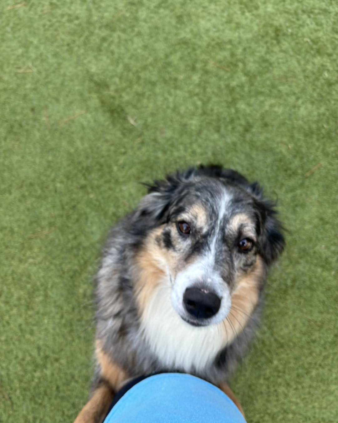 Cobble Hill Bed & Biscuit Inc Wake Forest