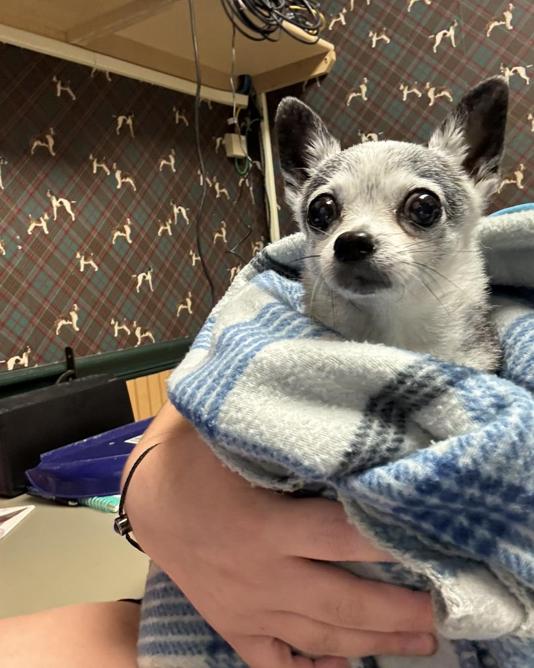 Cobble Hill Bed & Biscuit Inc Wake Forest