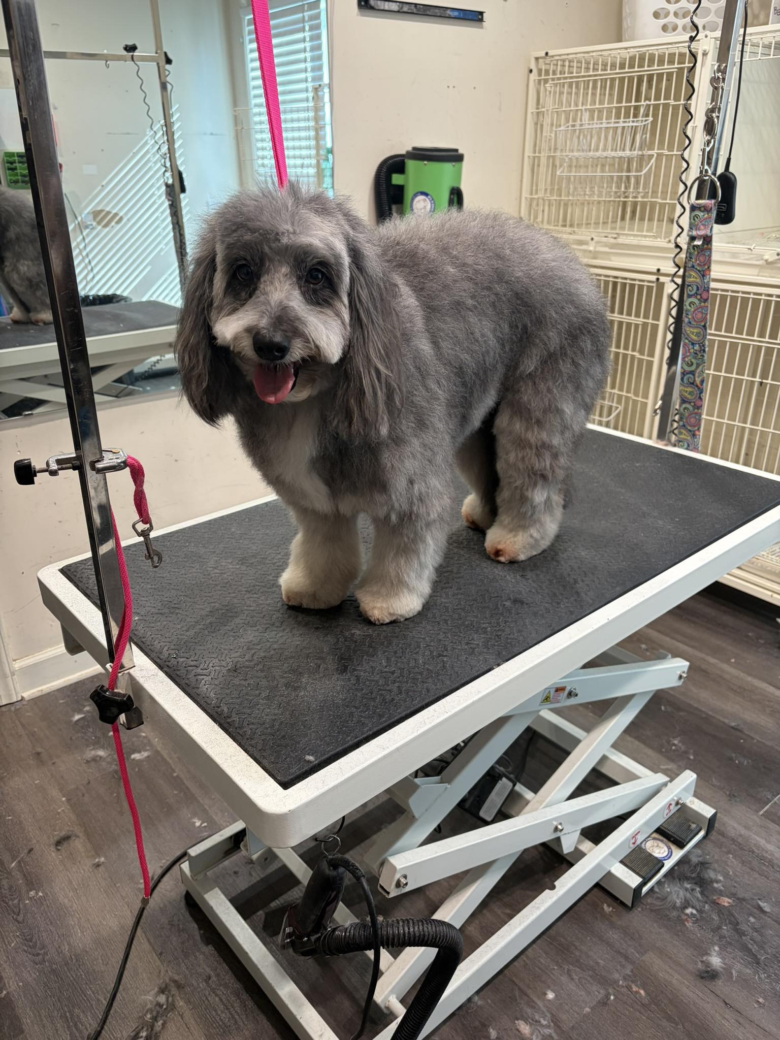 Grooming by Lacy Wake Forest