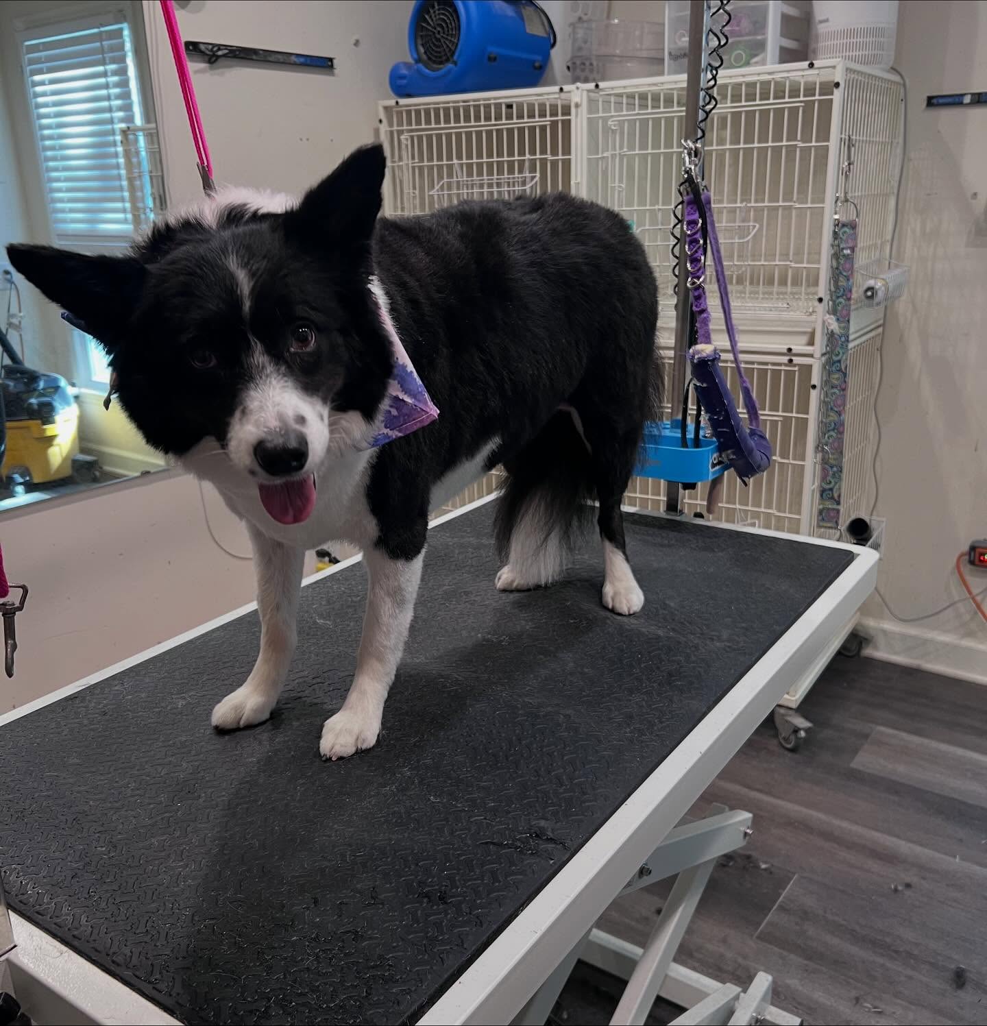 Grooming by Lacy Wake Forest