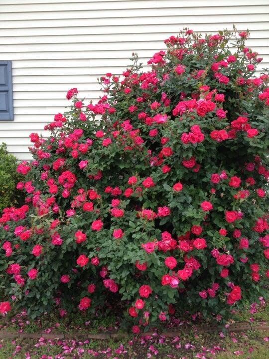 Photo credit: nextdoor