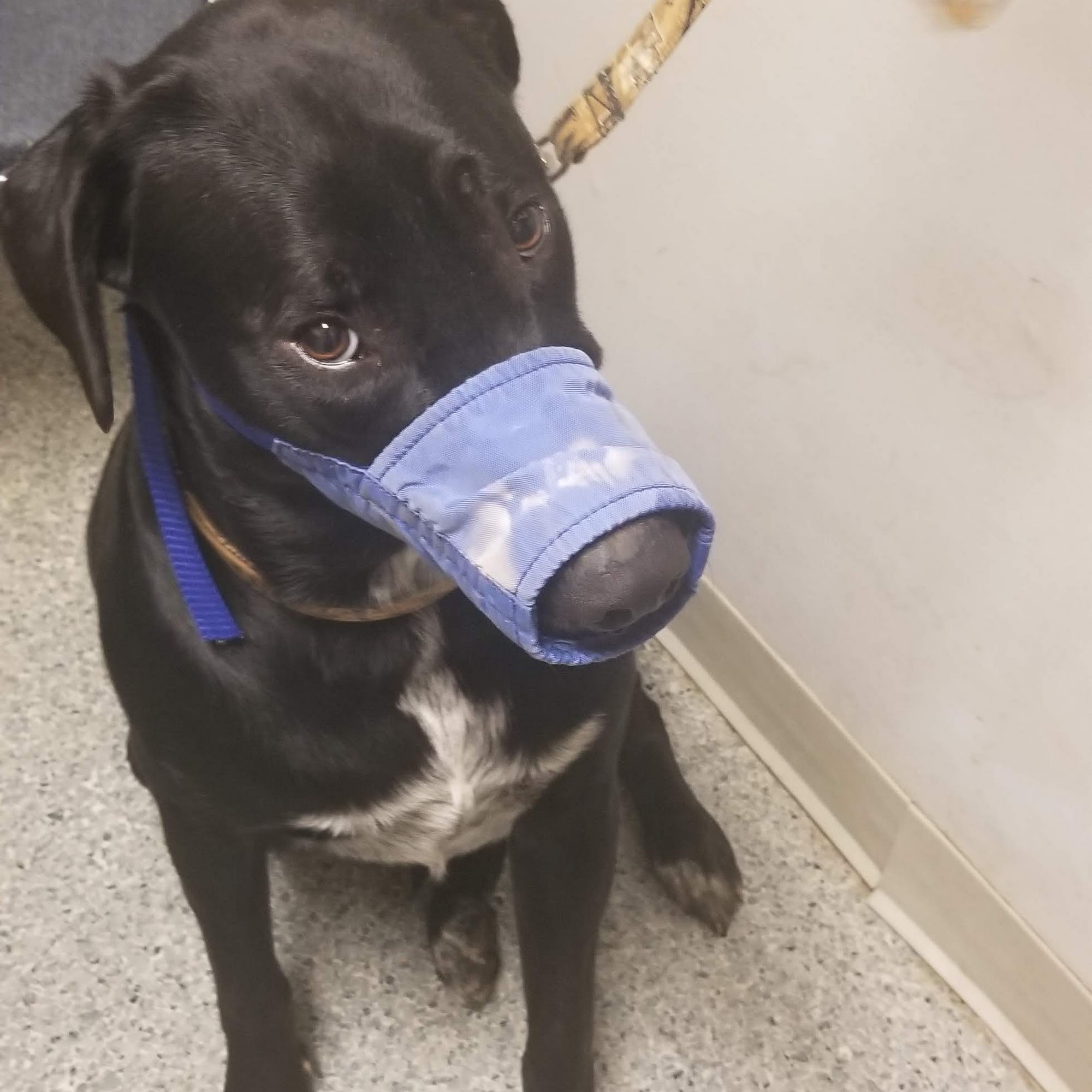 Joel L Fox, DVM Walkertown