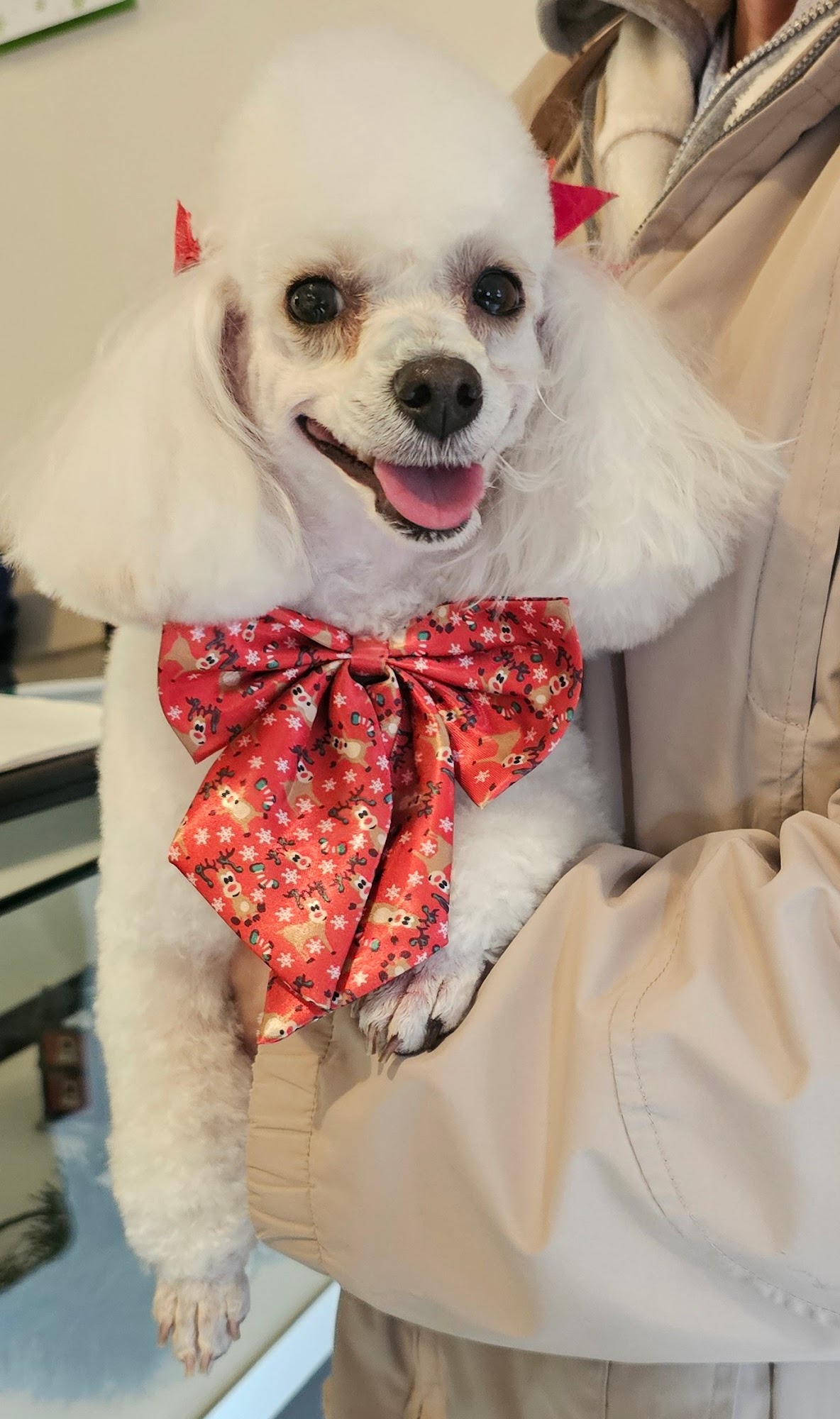 Lickskillet Dog Grooming Warrenton