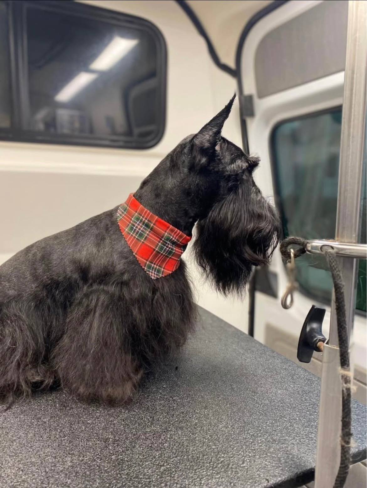 Lickskillet Dog Grooming Warrenton