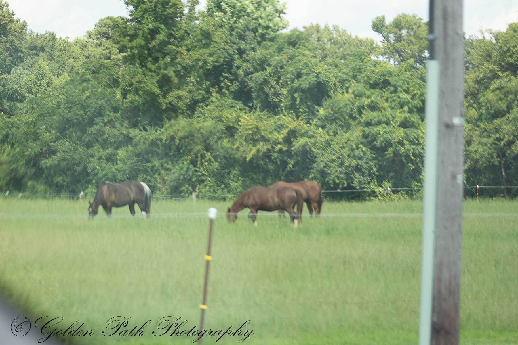 Warsaw Animal Hospital Warsaw