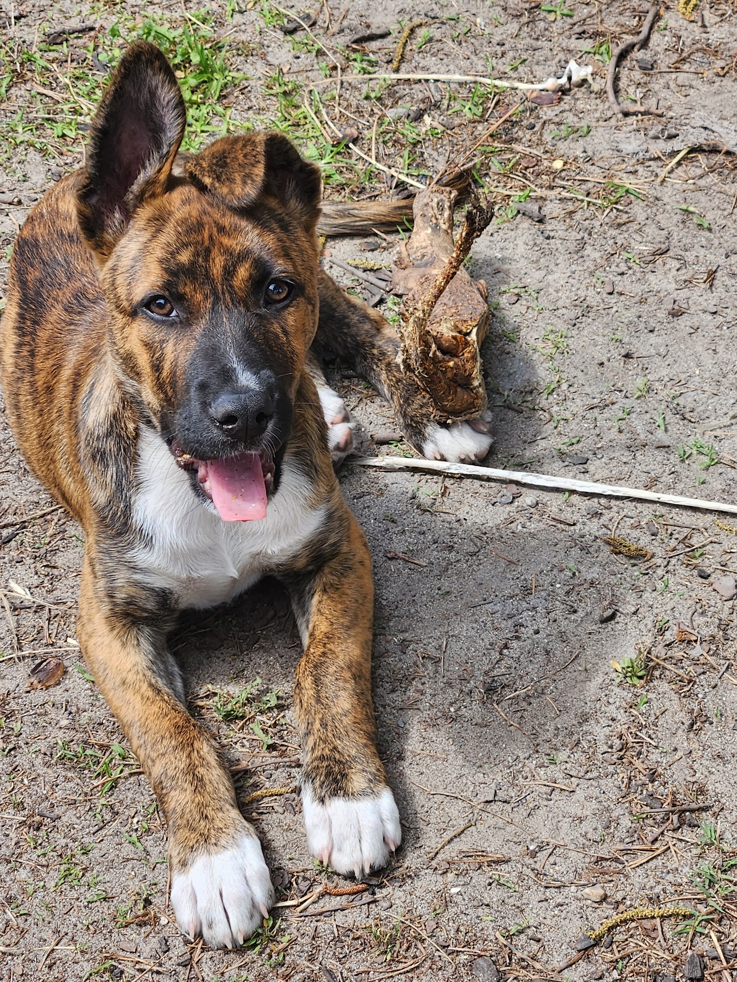 Tar River Animal Hospital Washington