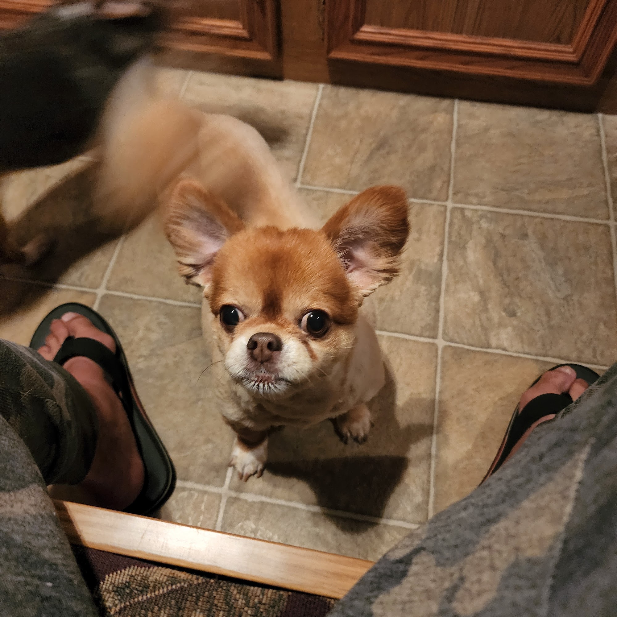 Tar River Animal Hospital Washington