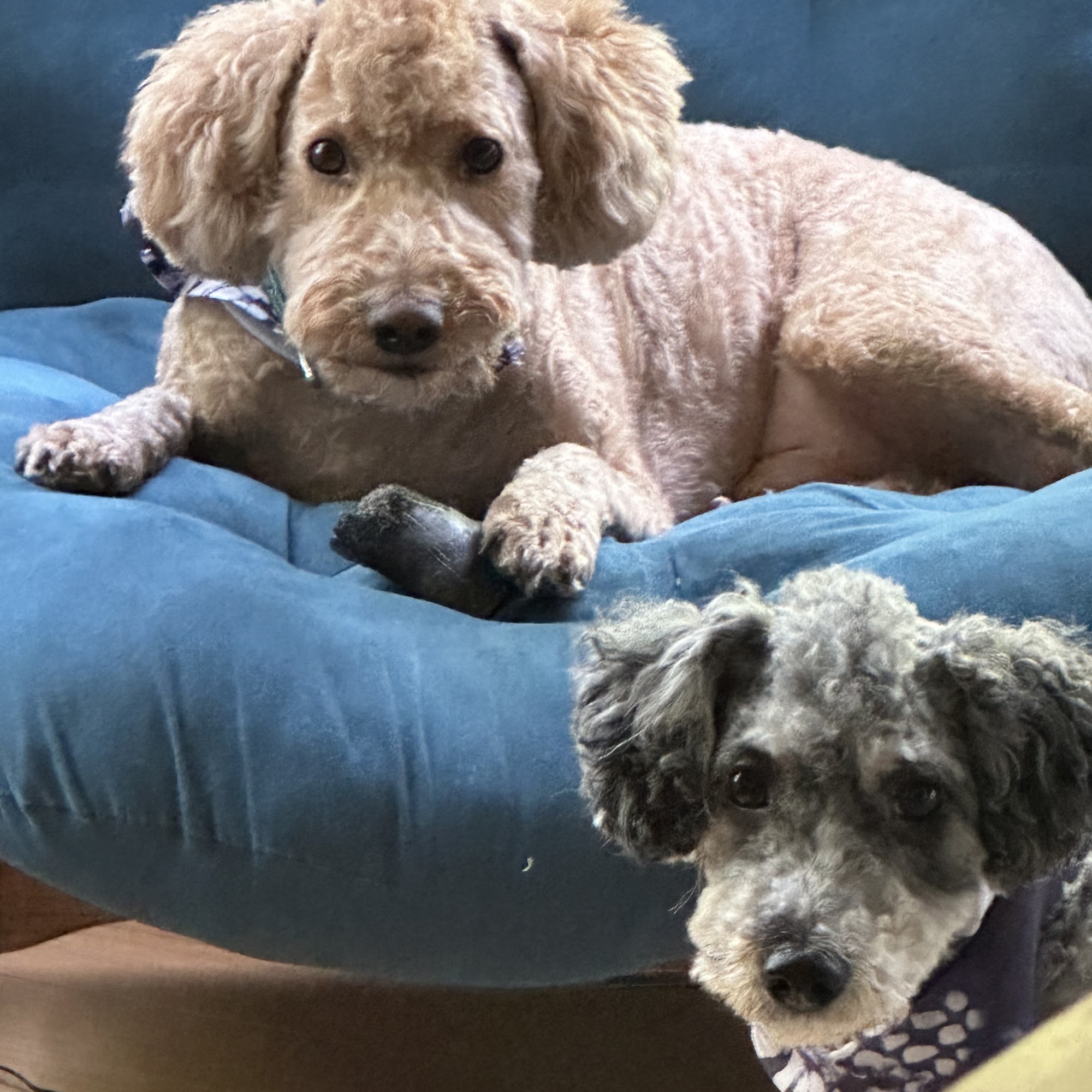 Main Street Wash & Wag