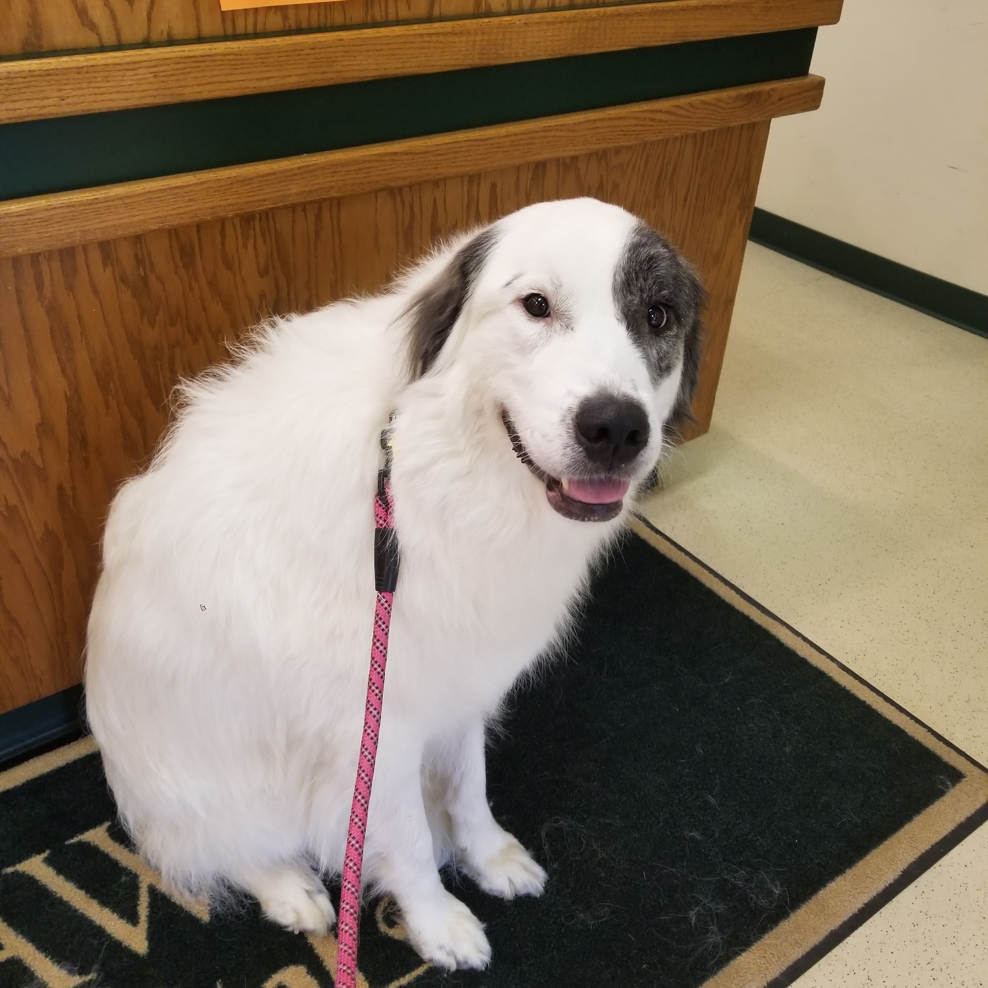 Waxhaw Animal Hospital Waxhaw