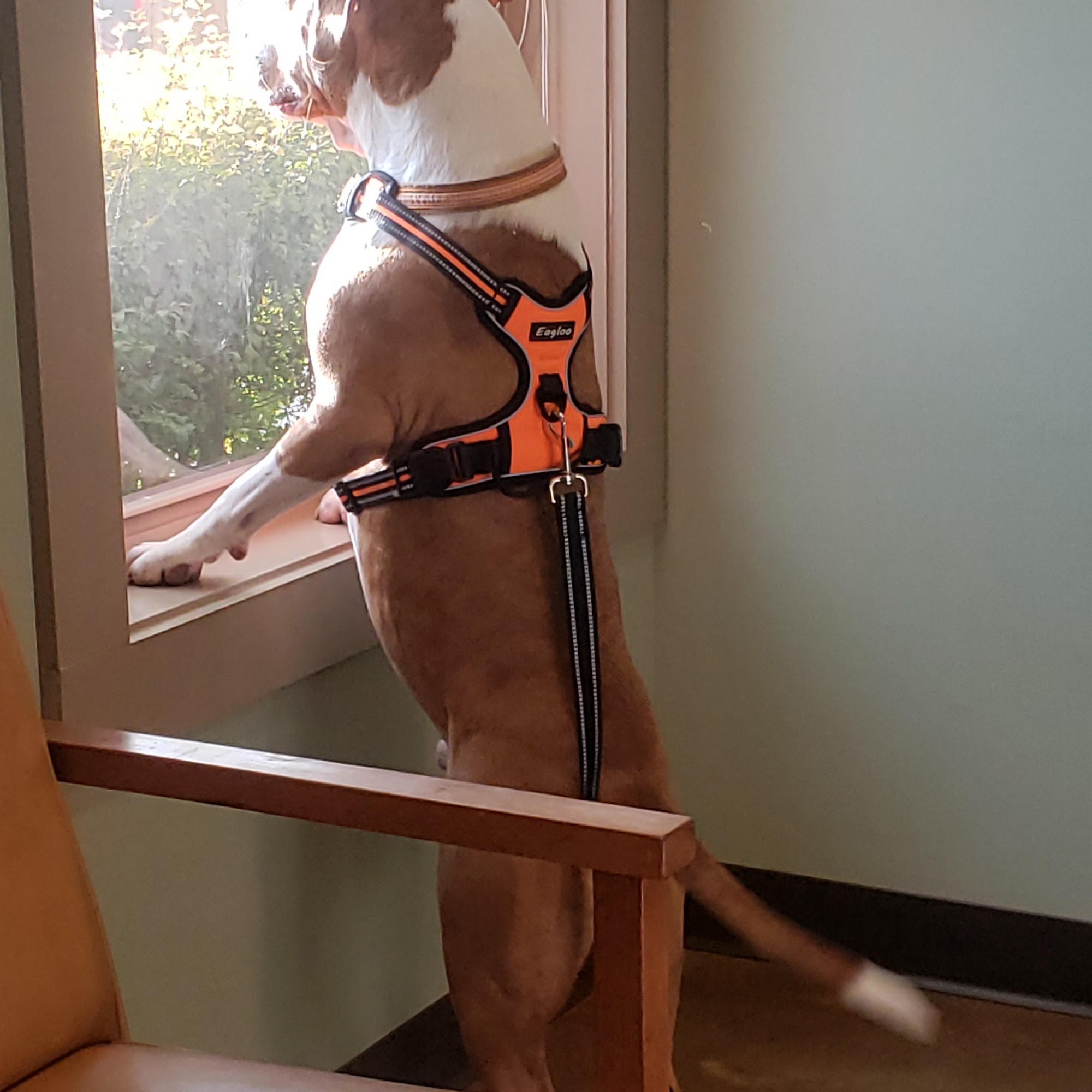 Appalachian Animal Hospital Weaverville