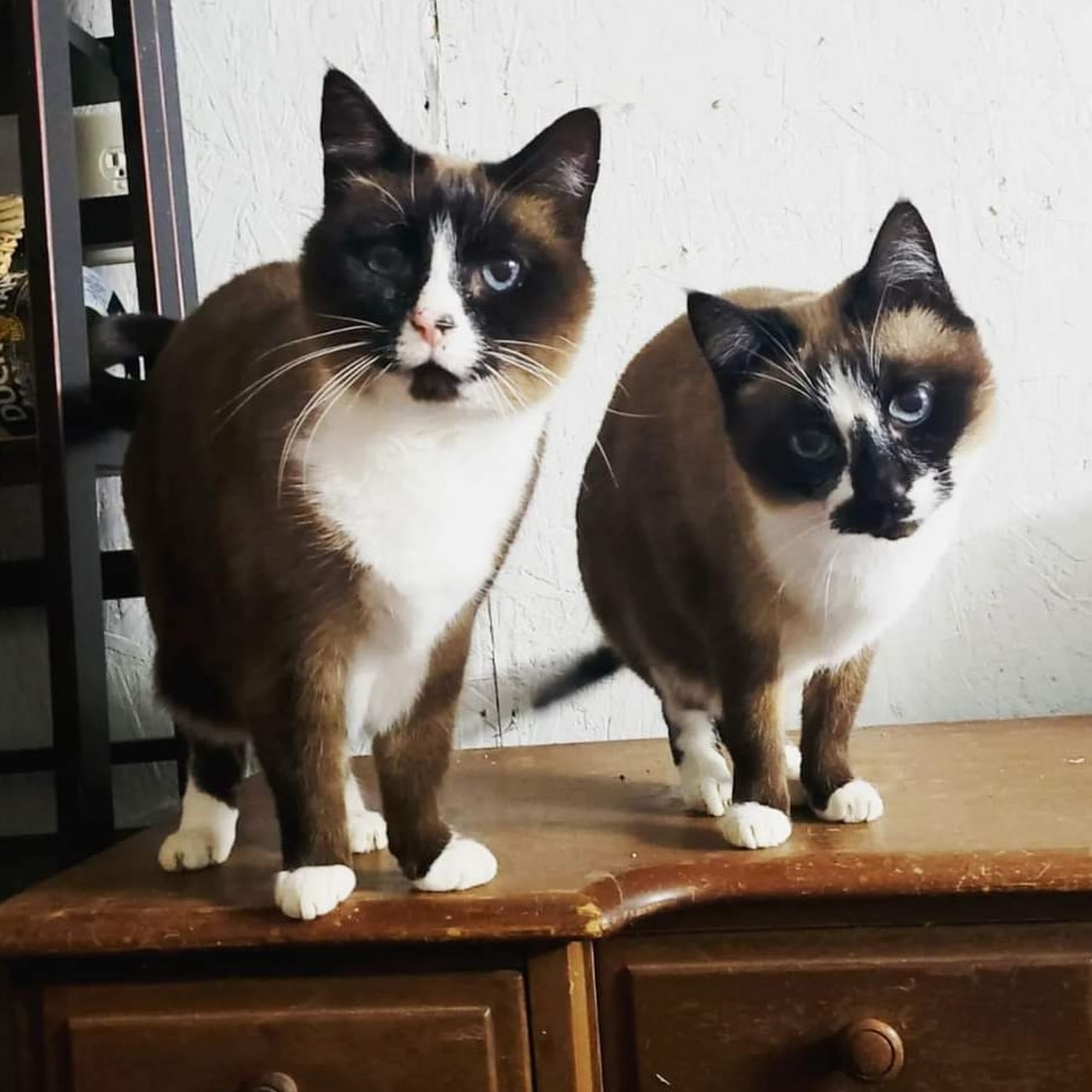 Mountain Animal Hospital Weaverville