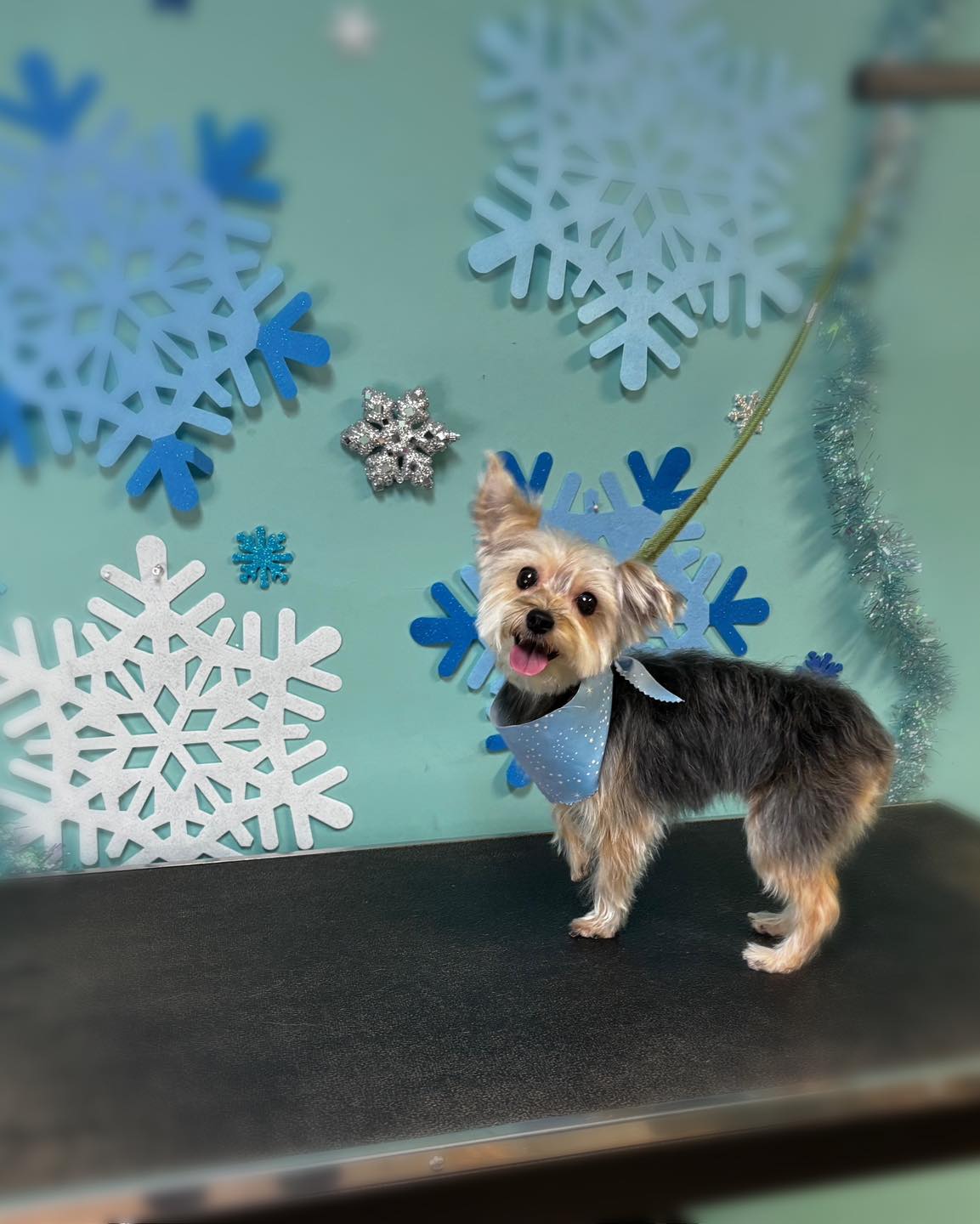 K9 Perfection Grooming Salon Wendell