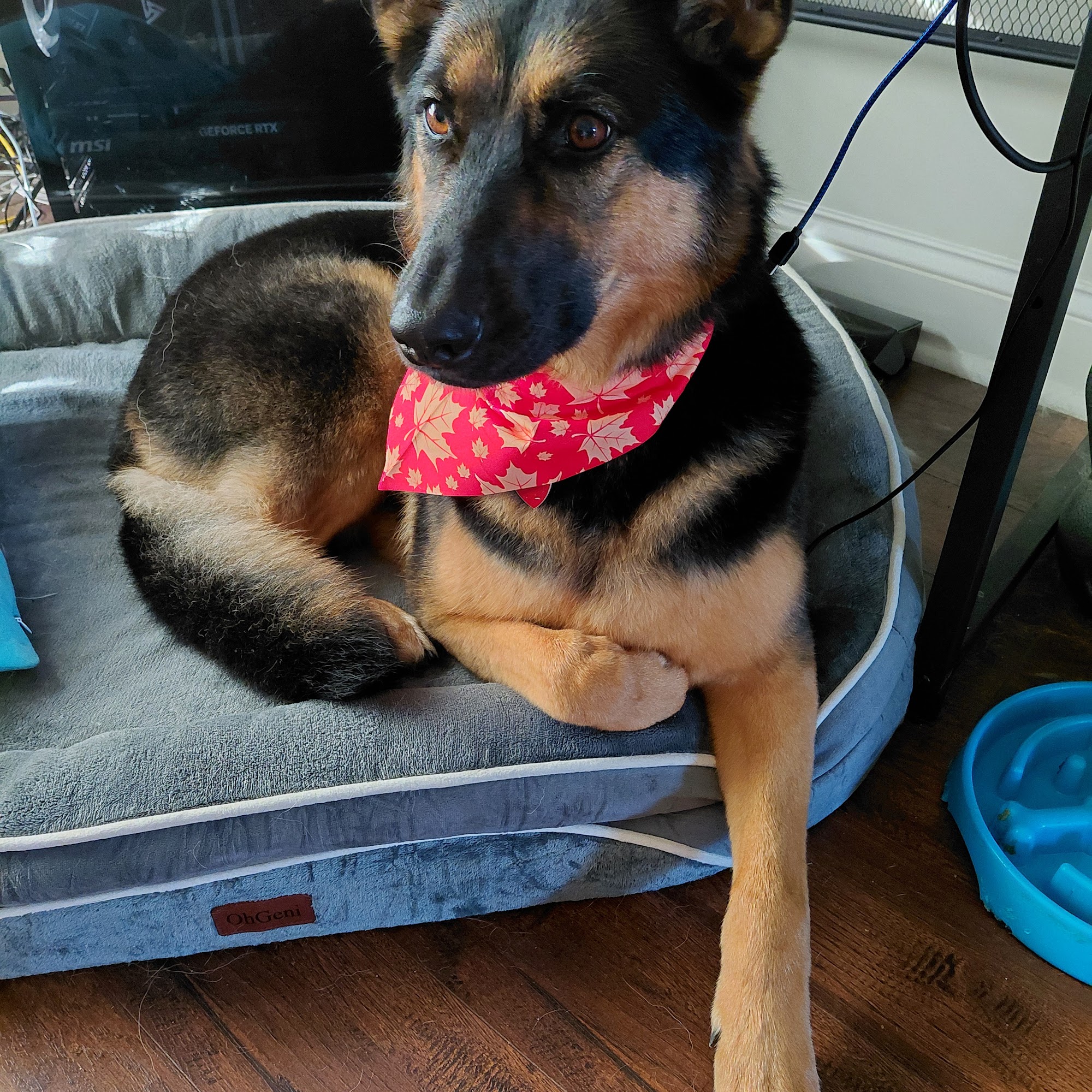 Woof Gang Bakery & Grooming Wendell 2210 Big Falls Dr #101, Wendell North Carolina 27591