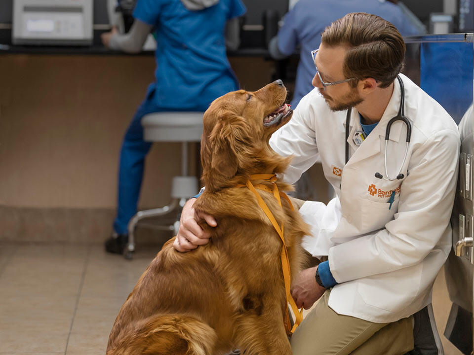 Banfield Pet Hospital Wesley Chapel