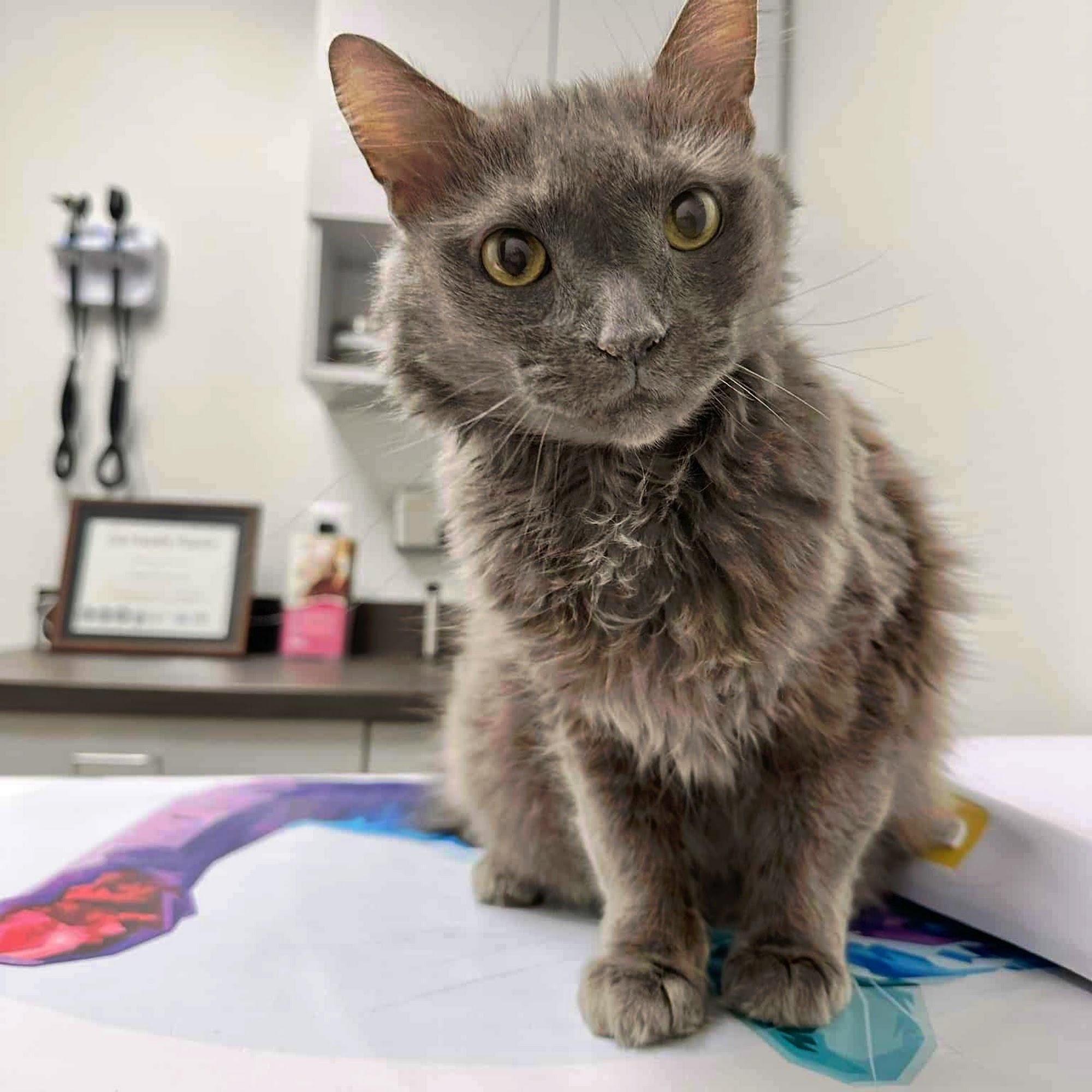 Carolina Pets Animal Hospital Wesley Chapel