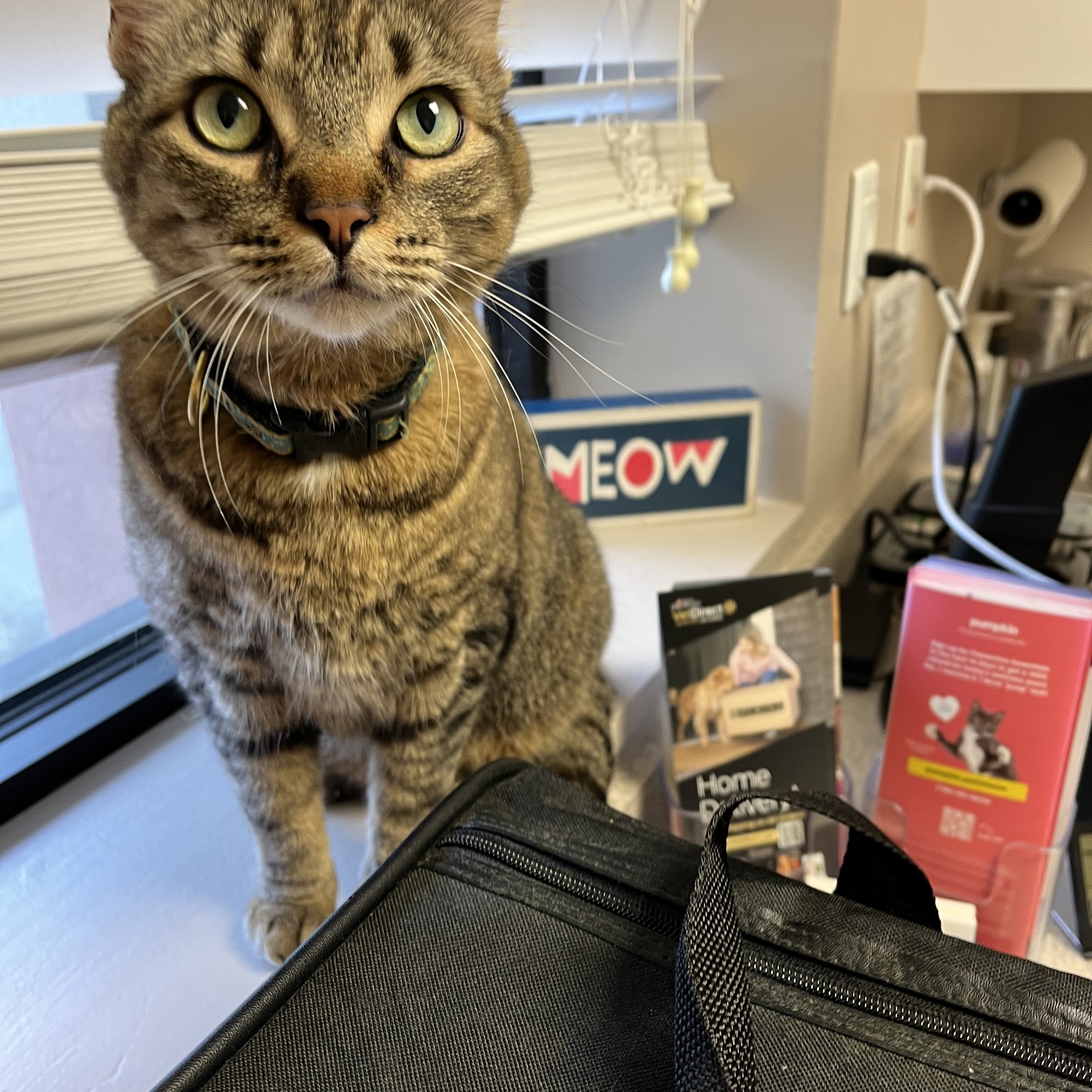 Vanguard Veterinary Hospital West End