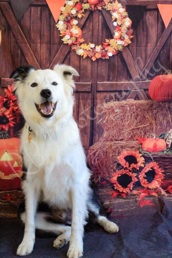 Bed Bath And A Bone West Jefferson