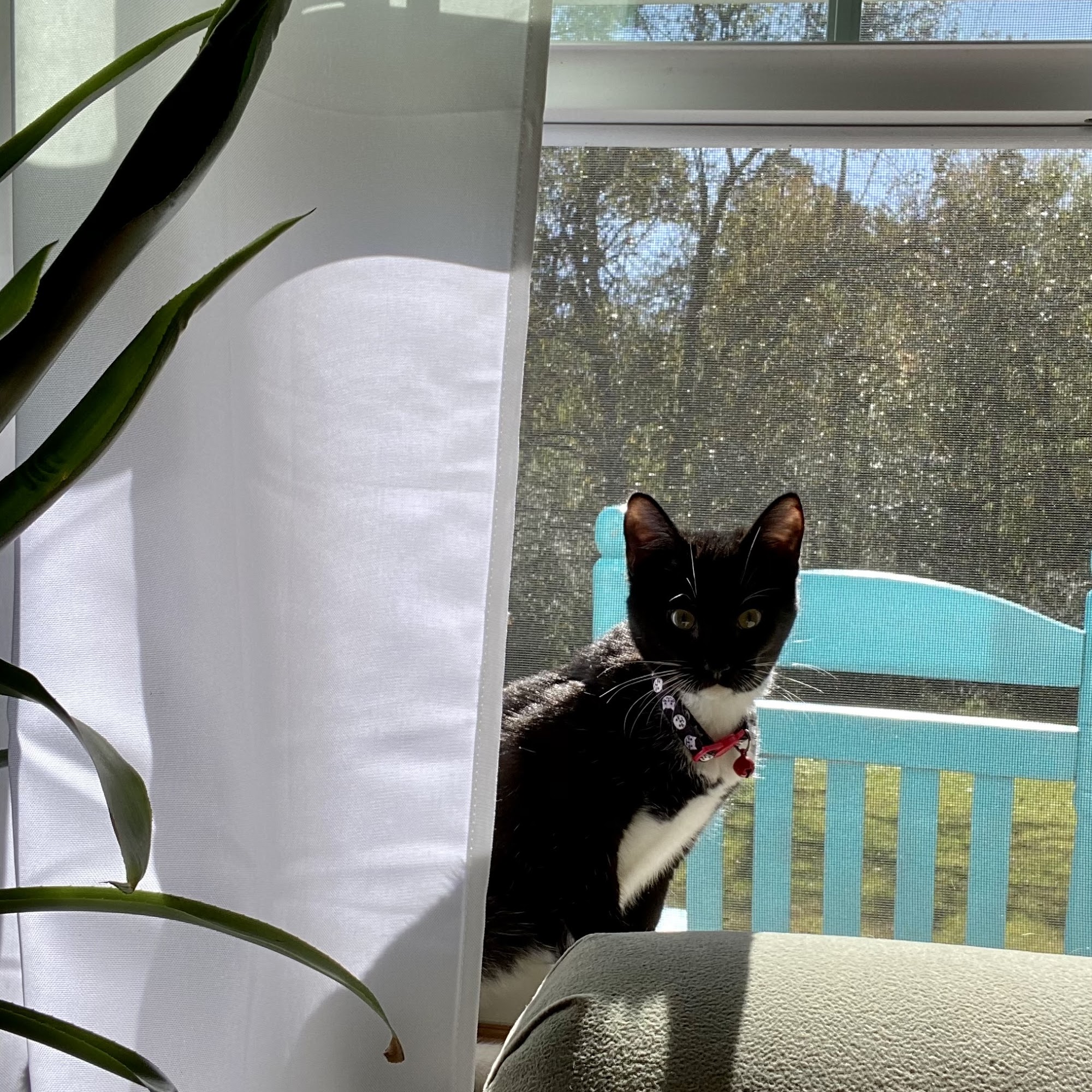 Southern Veterinary Hospital Whiteville