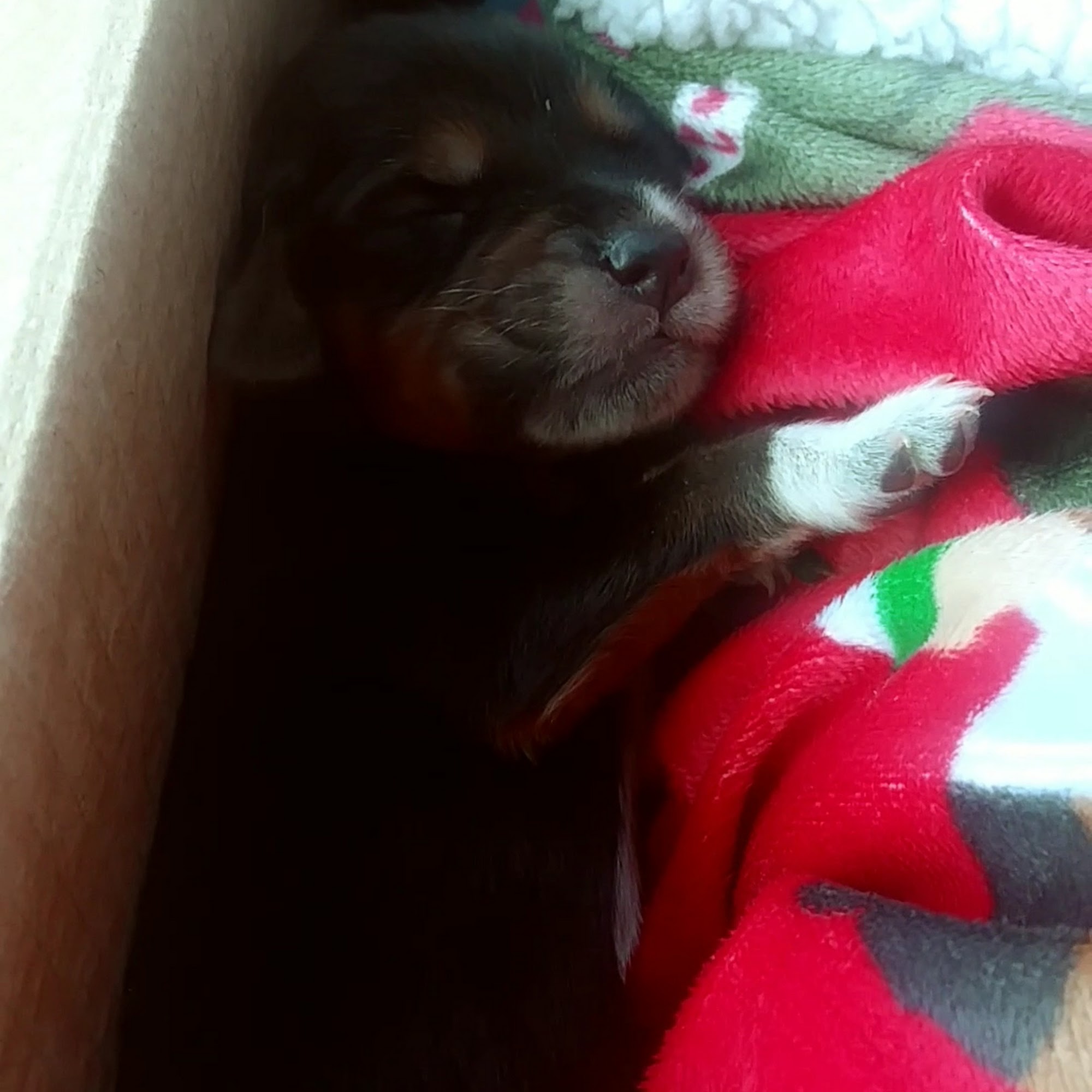 Stoney Creek Veterinary Hospital Whitsett