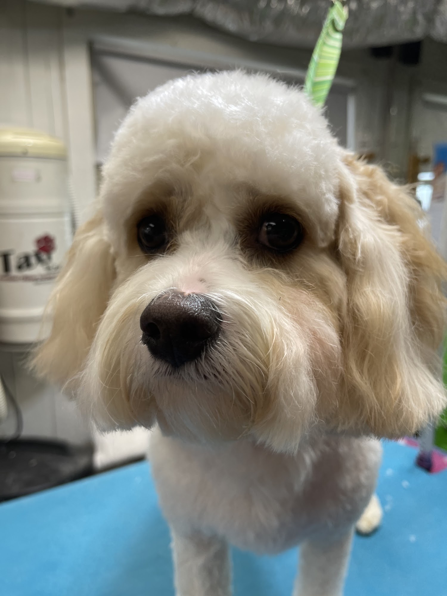 Twin Lakes Pet Grooming Wilkesboro