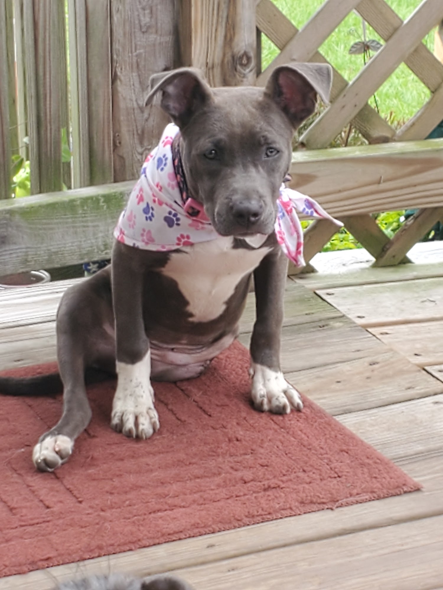 Williamston Veterinary Hospital Williamston