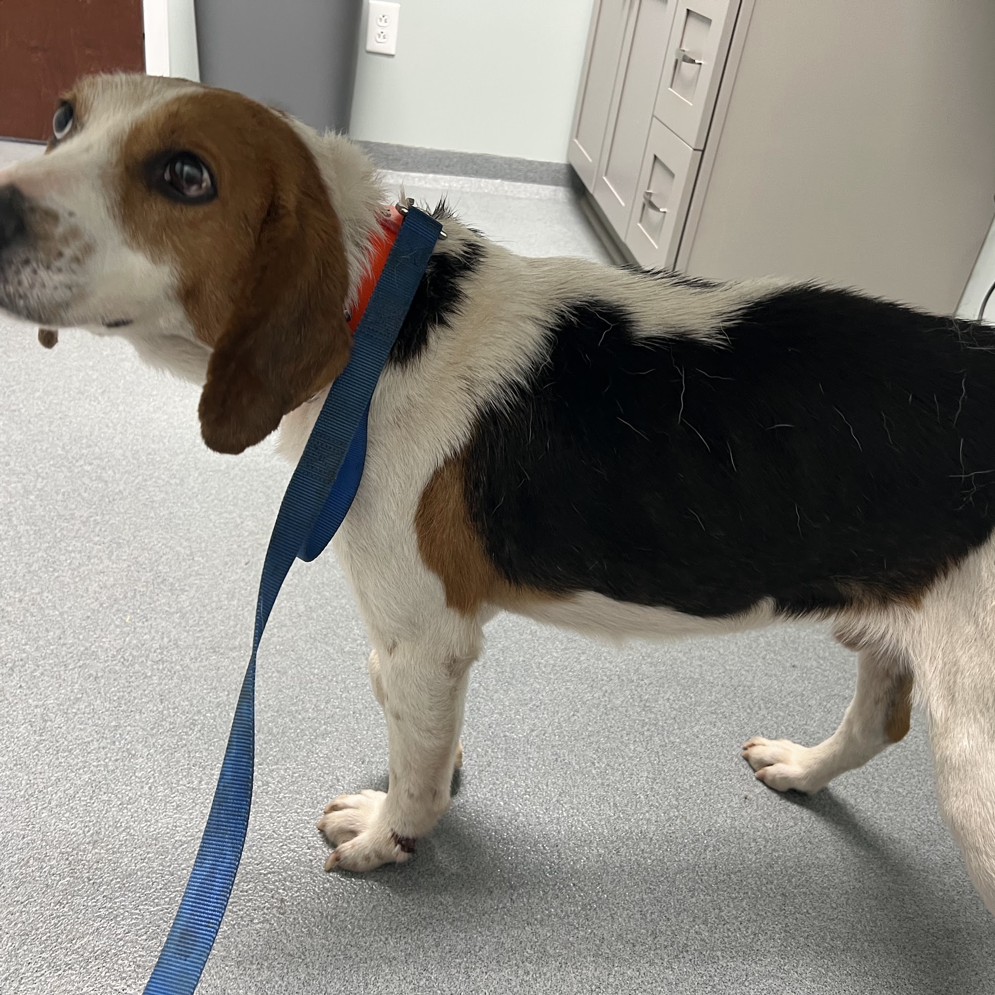 Shelton's Veterinary Hospital Williamston