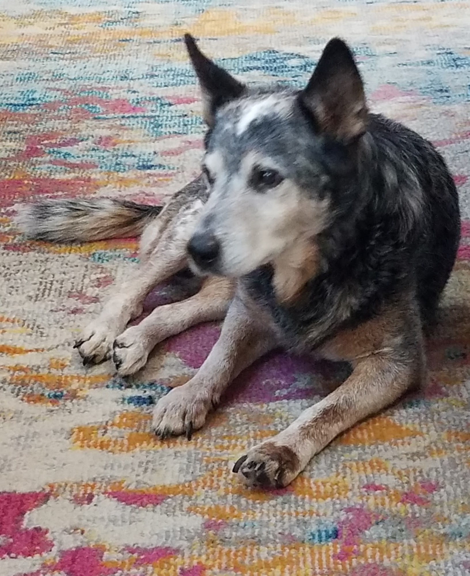 Shelton's Veterinary Hospital Williamston