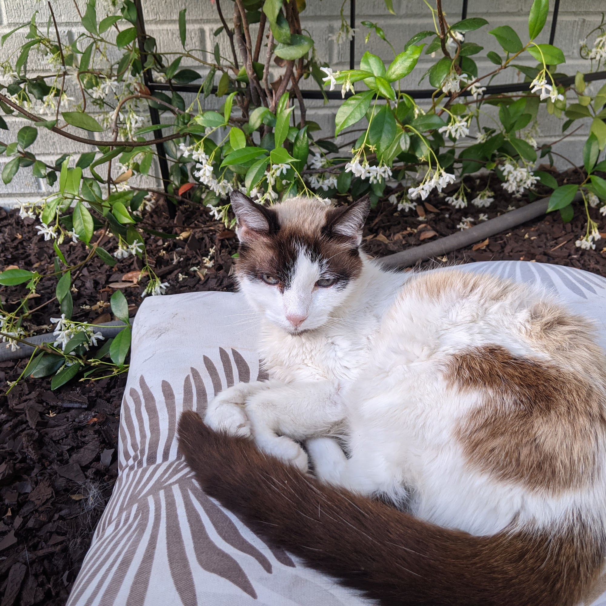 No Place Like Home Mobile Pet Vet, PLLC Wilmington