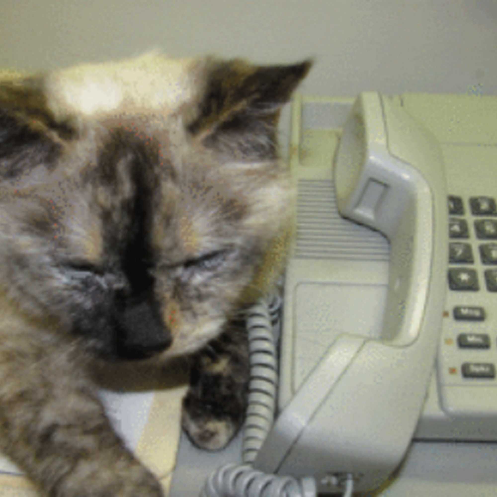 Hanover Regional Animal Hospital Wilmington