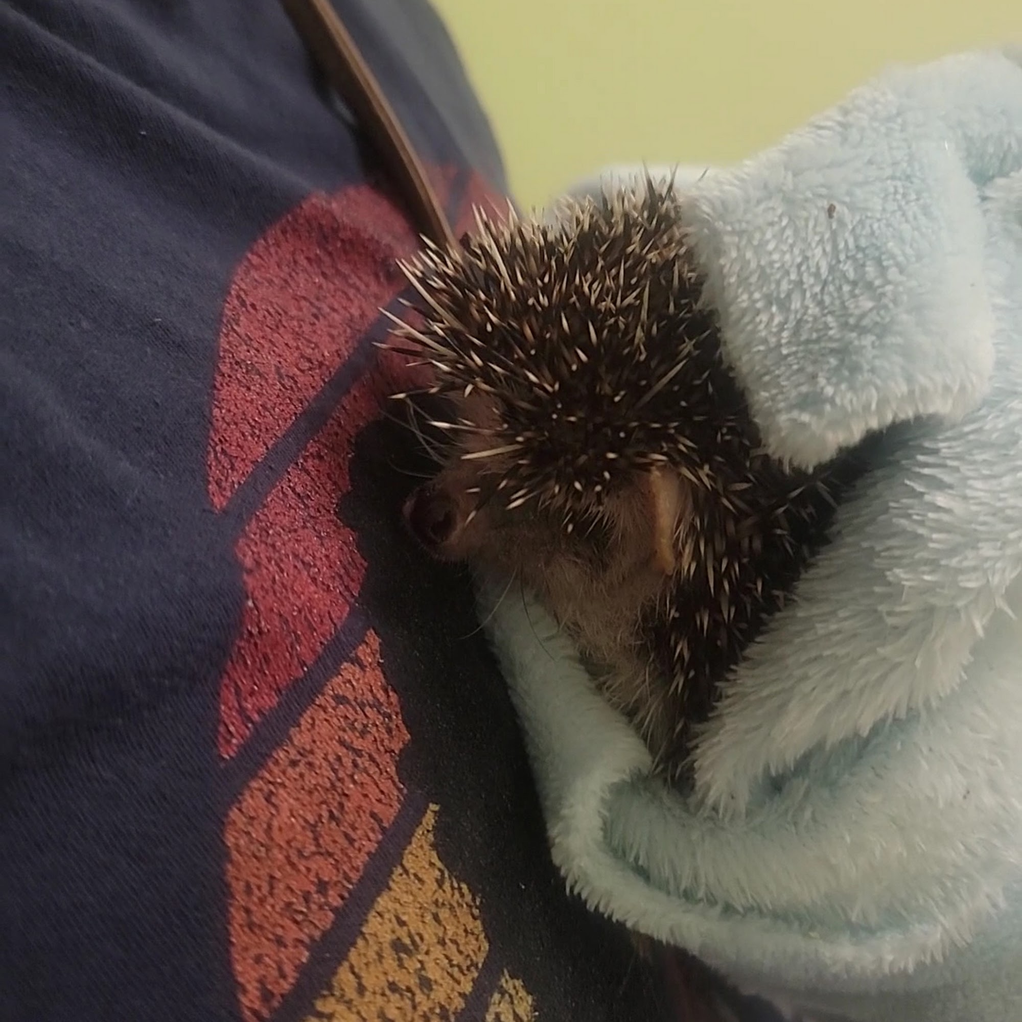 Needham Animal Hospital Wilmington