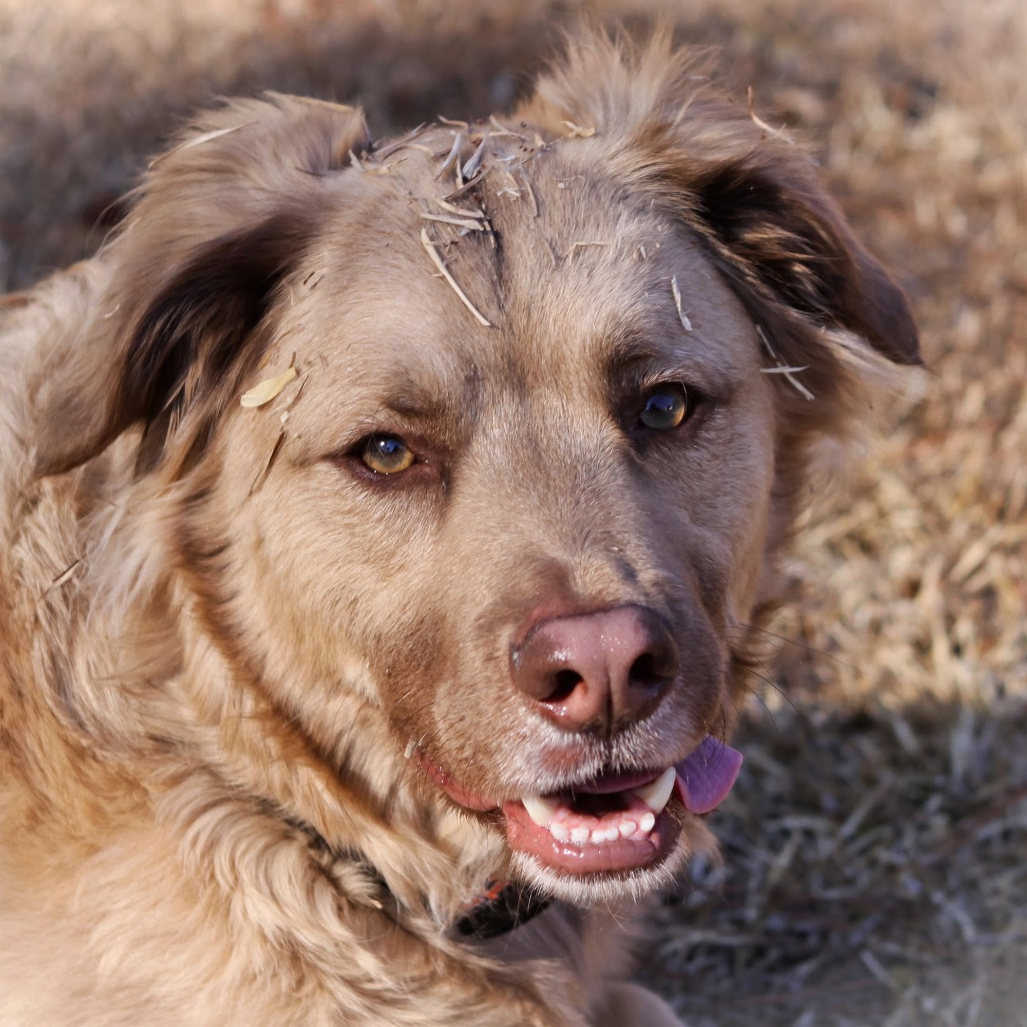 LaCroix Veterinary Hospital Wilmington