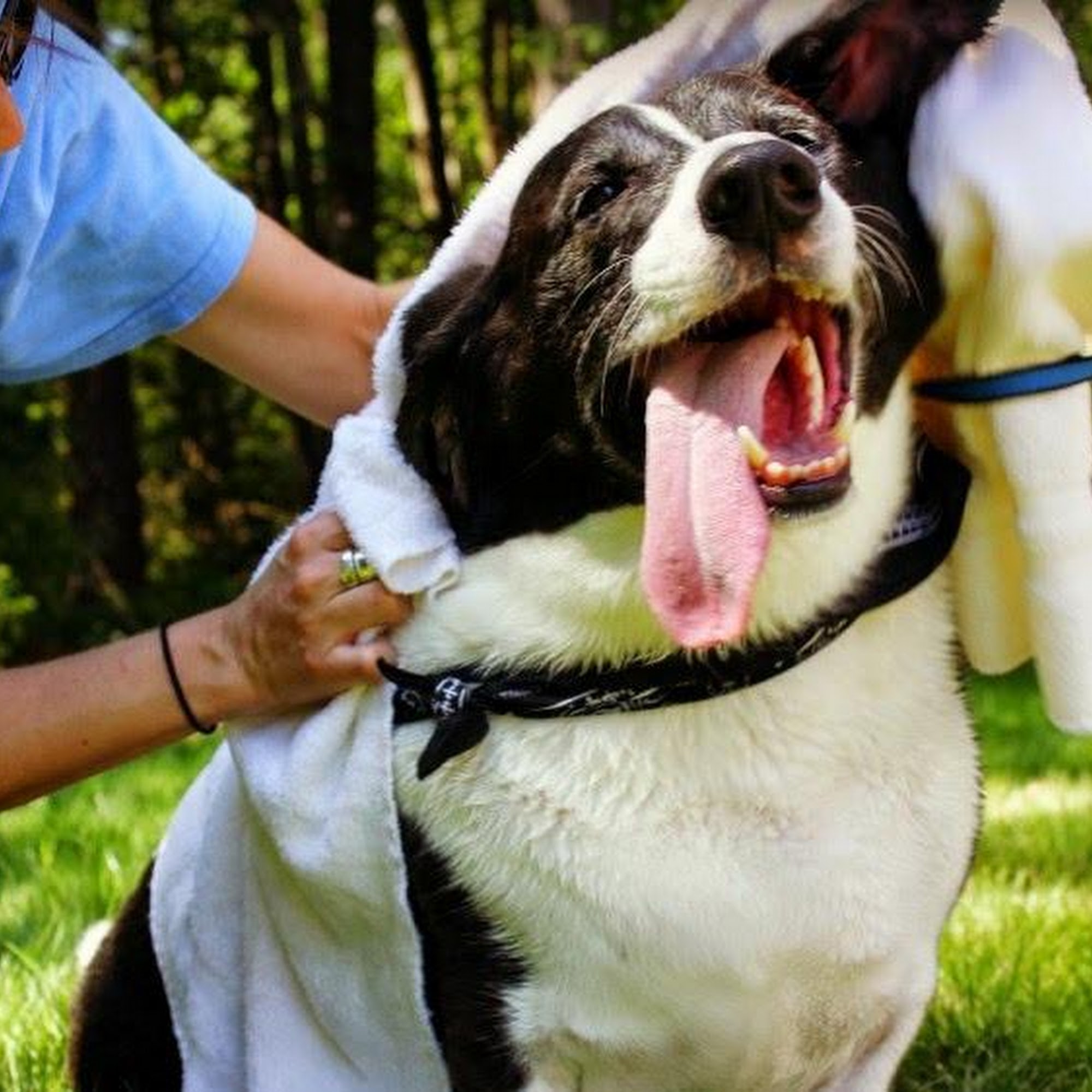 College Road Animal Hospital Wilmington