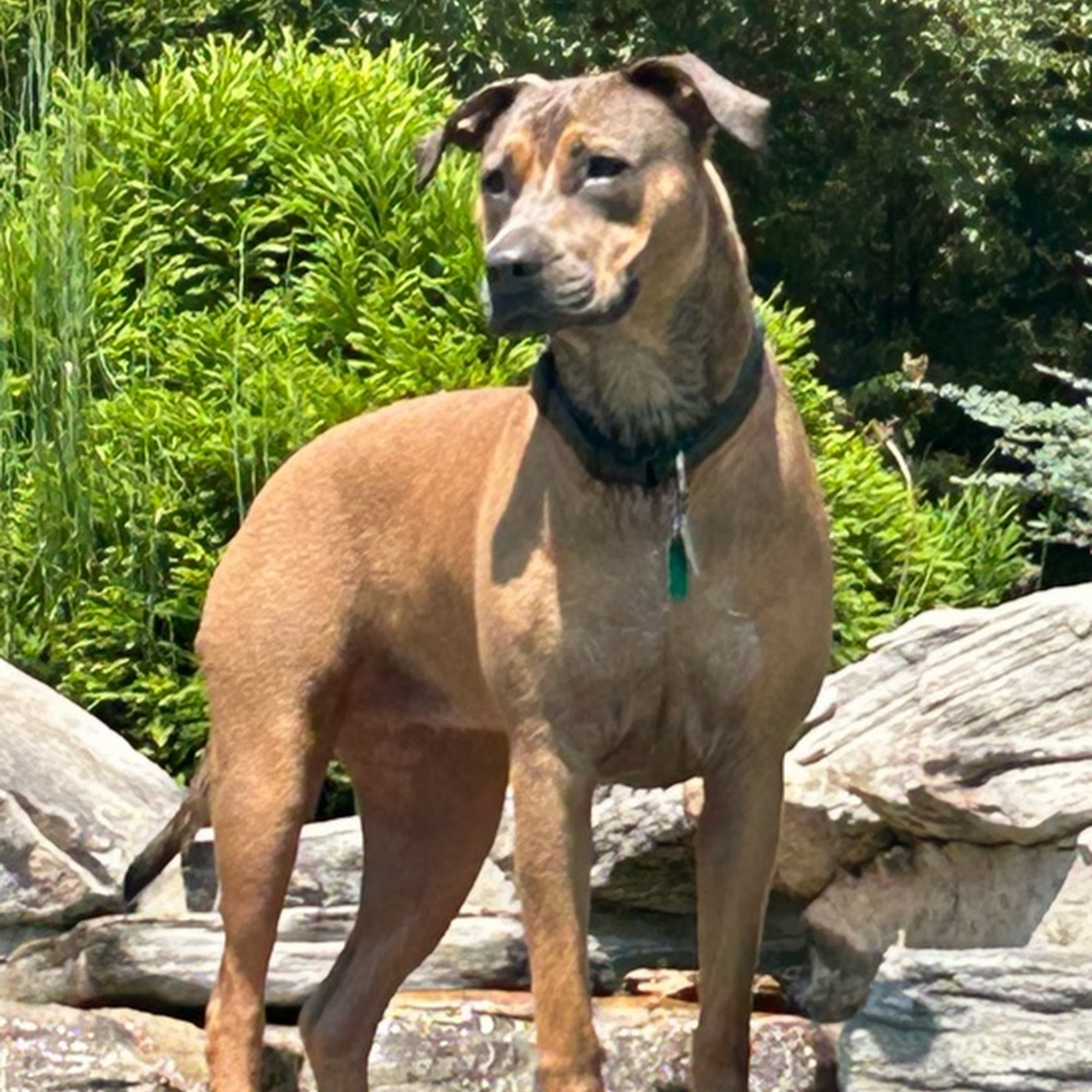 Port City Animal Hospital Wilmington