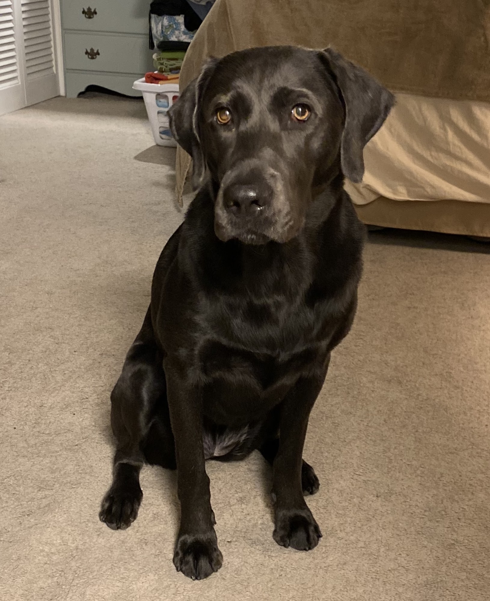 Wilmington Animal Healthcare Veterinary Hospital Wilmington