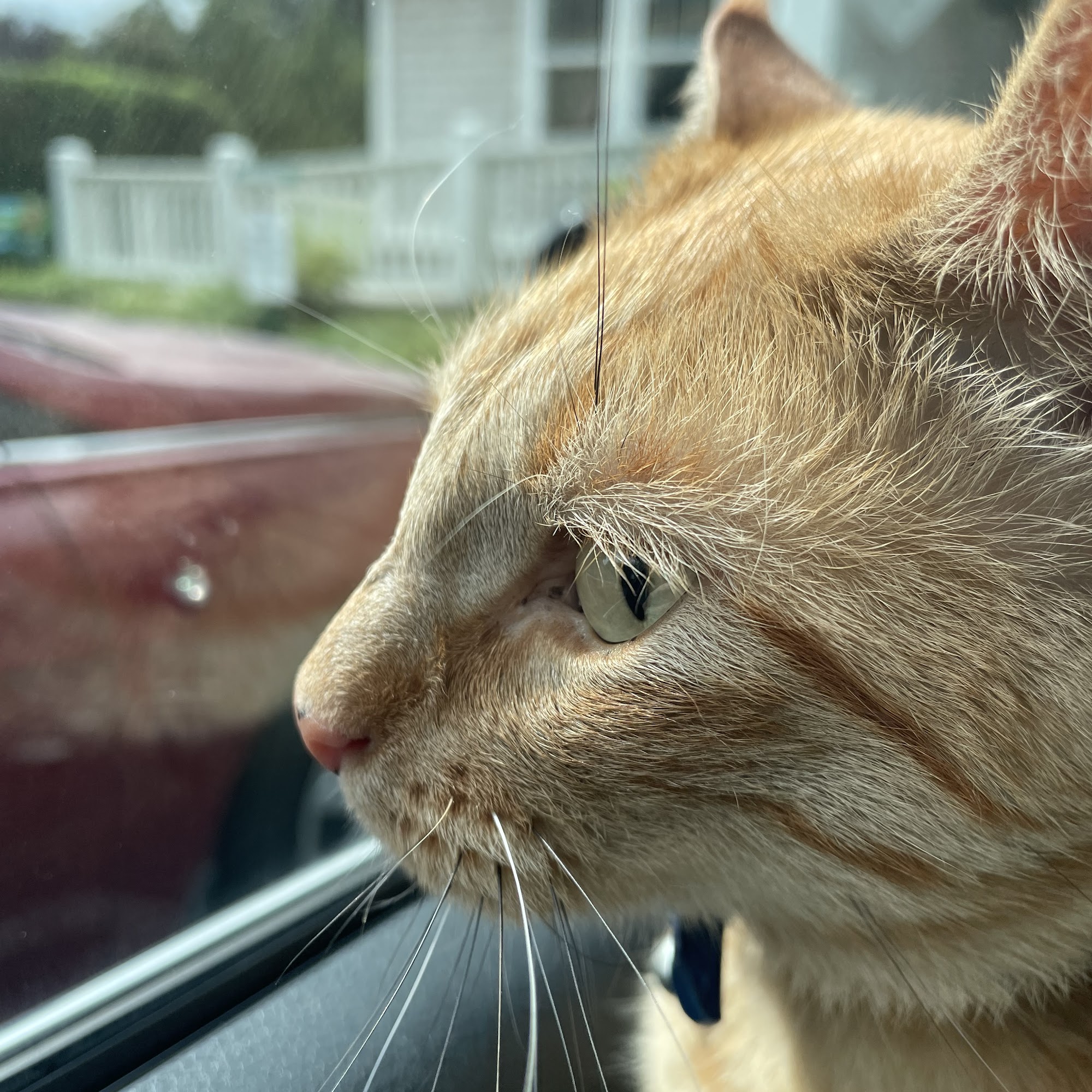 Myrtle Grove Animal Hospital Wilmington