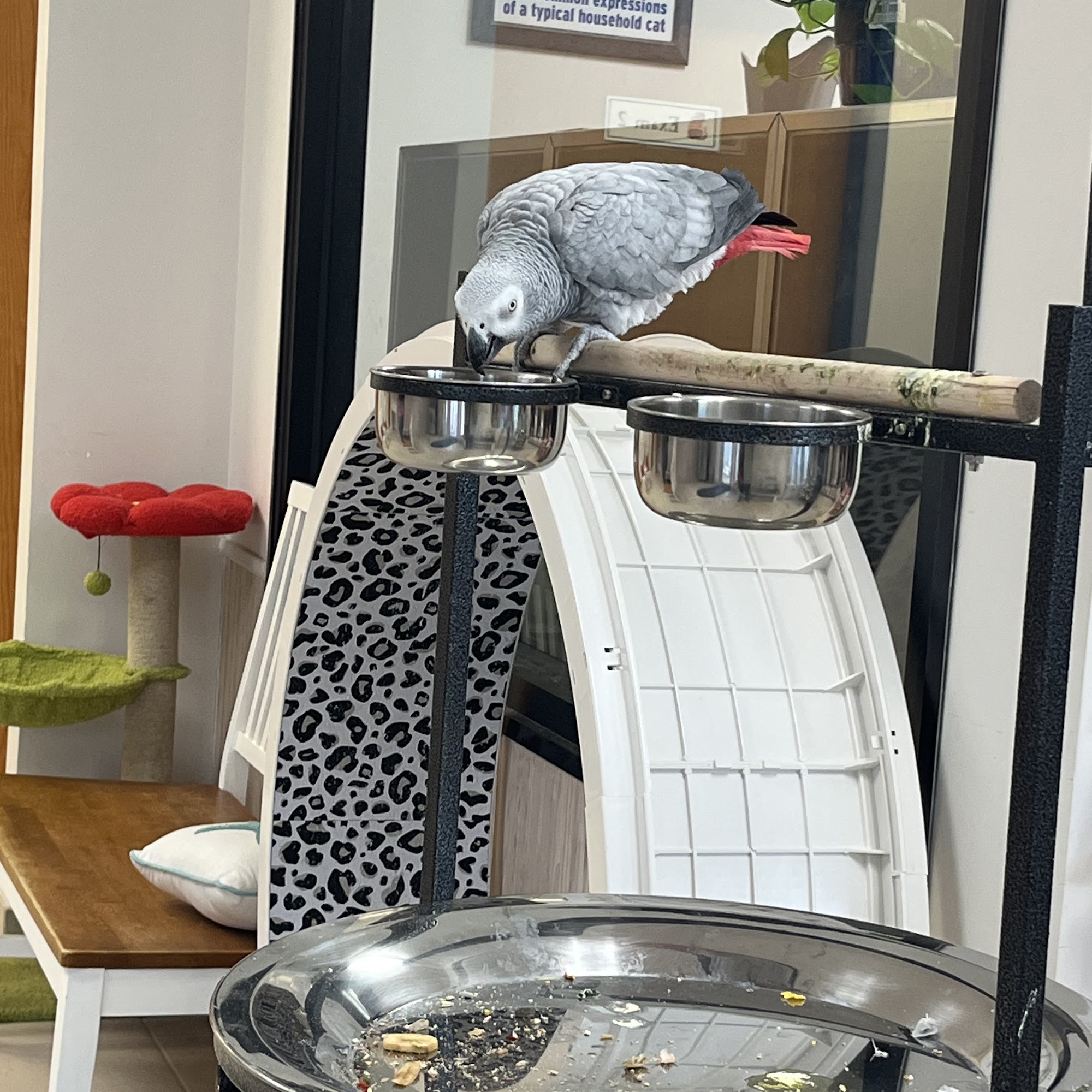 The Sound Cat Veterinary Hospital Wilmington