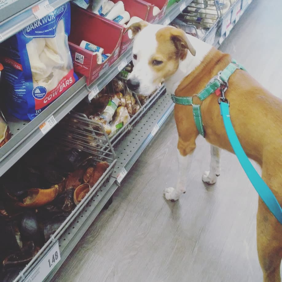 Pet Supplies Plus Wilmington Wilmington