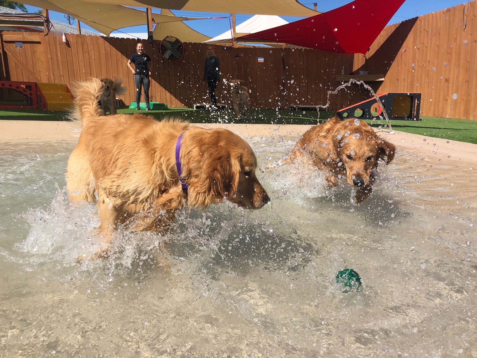 The Dog Play Spot Wilmington