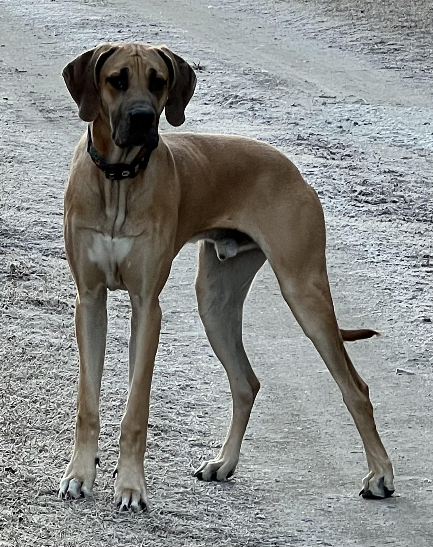 Off Leash K9 Training, LLC Wilmington