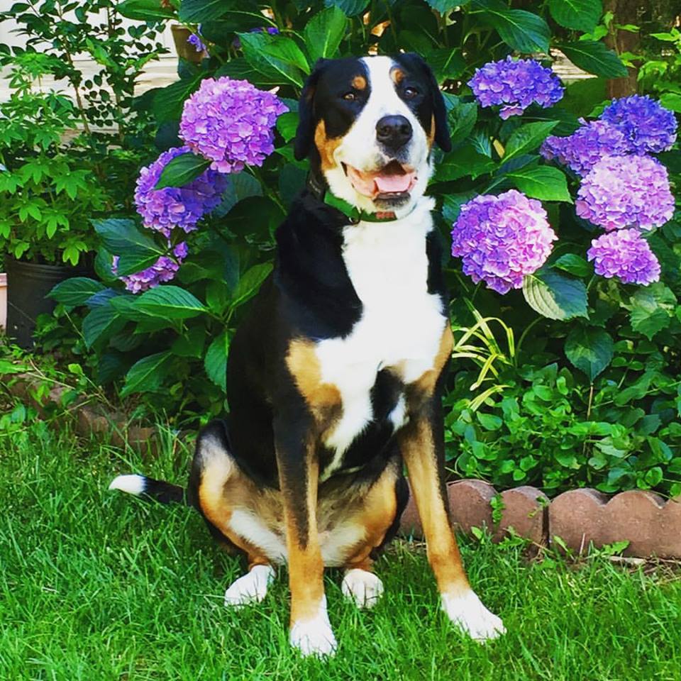 Happy Tails, NC: Dog Walking & Pet Sitting Wilmington